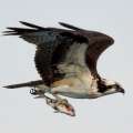 Photo: Osprey & Its Prey Fly Over North Shore