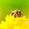 BEST To Host “Keep Bermuda Buzzing” Bee Fair
