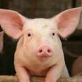 Heaven Denies Charges Involving Keeping Pigs