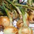 Onion Day To Be Held In St. David’s On May 23