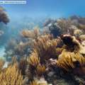 Mashable Features Bermuda Coral Reef Photo