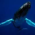 101 Whales Identified In Bermuda This Year