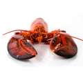 Man Denies Stealing A Lobster From Restaurant