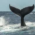 Seismic Tests Could Harm Whales In Atlantic