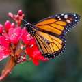 Photos & Video: Butterflies Flock To New House