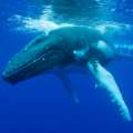 Video: “Dancing Humpbacks” In Bermuda Waters