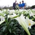 Bermuda Easter Lilies For Queen Elizabeth