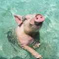 Whoops! Bermuda Credited For Swimming Pigs