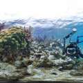 ‘Coral Reefs, Secret Cities Of The Sea’ Exhibition