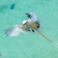 Bermuda Audubon Society Launch New Website