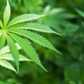 Feedback Invited: Police Cautions For Cannabis