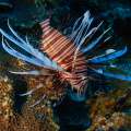 Winter Lionfish Derby To Be Held In January