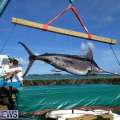 Photos & Video: Blue Marlin Donated For Study
