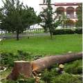 Tree Removal: BEST Object, Ministry Apologise