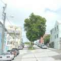 Video: City Says Ewing Street Trees To Stay