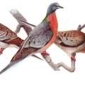 100 Years Since Extinction Of Passenger Pigeon