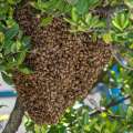 Photos: Bee Swarm Found On Front Street