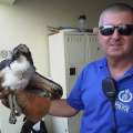 Osprey Dies After Being Found In St George’s