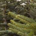 Man Charged With Stealing 23 Christmas Trees