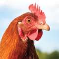Nearly 30,000 Feral Chickens “Removed”
