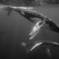 “Dancing Whales In Bermuda” Art Exhibition