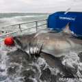 Great White Shark Passing By Bermuda Again