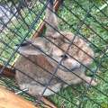 Can You Help? St David’s Bunny Missing [Found]