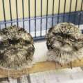 New Tawny Frogmouth Chicks At BAMZ