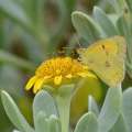 Orange Sulphur Butterfly Pays Bermuda A Visit