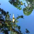 Possible Lost Pet: Yellow Bird Seen In Sandys
