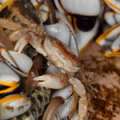 Crabs Travel 3,000 Miles From Bermuda On Buoy