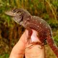 FIU: Cuban Brown Lizard Discovered In Bermuda