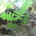 Laffan Ferns Reintroduced To Bermuda’s Caves
