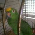 Missing Parrot “Benny” Has Been Found