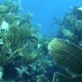 Video: Coral Gardening At Bermuda’s Reefs