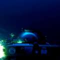 Video: “Biological Hotspot” Found On Seamount