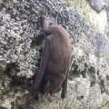 Mexican Free-Tailed Bat ‘Visiting’ Bermuda