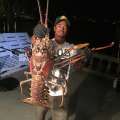 Fourteen Pound Lobster Caught And Released