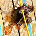Groundswell Lionfish Tournament On July 22
