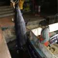 Photos: Fishermen Catch Large Blue Marlin