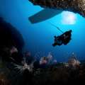 Undersea Robot To Combat Lionfish Problem
