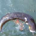 Video: Dead Moray Eel Floating By Dock