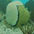 ‘Citizen Scientists’ Health Check Bermuda Reefs