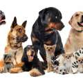 New US CDC Measures For Dogs Effective Aug 1
