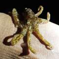 Photos: Tiny Octopus Found On Side Of Lionfish