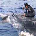 Video: Sharks Feed On 30 Foot Dead Whale