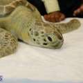 Video: Bridget The Sea Turtle’s Rehabilitation