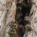 Bee Hive In Hamilton To Be Removed On Thurs