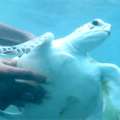Video: Film Crew Rescues Turtle In Bermuda