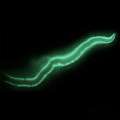 Study Explores Genetics Of Bermuda Fireworms